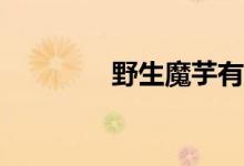 野生魔芋有什么藥用價值？