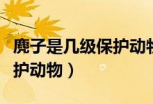 麂子是幾級保護(hù)動物麂怎么讀（麂子是幾級保護(hù)動物）