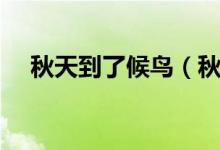 秋天到了候鳥(niǎo)（秋天是候鳥(niǎo)什么的季節(jié)）