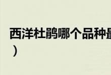 西洋杜鵑哪個品種最好（西洋杜鵑哪個品種好）