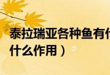 泰拉瑞亞各種魚有什么用（泰拉瑞亞炸彈魚有什么作用）