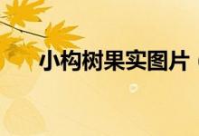 小構樹果實圖片（小構樹果實能吃嗎）