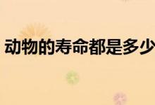 動(dòng)物的壽命都是多少年（動(dòng)物的壽命有多長(zhǎng)）