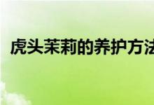 虎頭茉莉的養(yǎng)護(hù)方法（html大于號怎么寫）