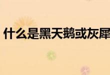 什么是黑天鵝或灰犀牛（什么是黑天鵝效應(yīng)）