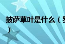 披薩草葉是什么（羅勒葉和披薩草有什么區(qū)別）