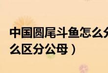 中國圓尾斗魚怎么分辨公母（中國叉尾斗魚怎么區(qū)分公母）
