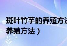 斑葉竹芋的養(yǎng)殖方法和注意事項(xiàng)（斑葉竹芋的養(yǎng)殖方法）