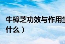 牛樟芝功效與作用禁忌（牛樟芝功效與作用是什么）