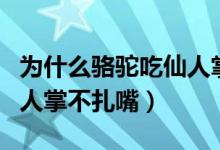 為什么駱駝吃仙人掌不會扎嘴（為啥駱駝吃仙人掌不扎嘴）