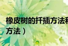 橡皮樹(shù)的扦插方法和注意事項(xiàng)（橡皮樹(shù)的扦插方法）