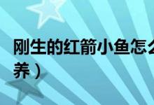 剛生的紅箭小魚(yú)怎么養(yǎng)（紅箭魚(yú)生小魚(yú)該怎么養(yǎng)）