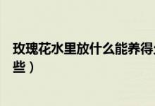 玫瑰花水里放什么能養(yǎng)得久些（玫瑰花水里放什么能養(yǎng)得久些）
