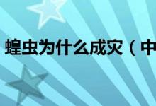 蝗蟲為什么成災(zāi)（中國(guó)蝗蟲為什么不鬧災(zāi)害）