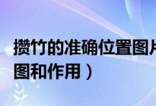 攢竹的準確位置圖片怎么找（攢竹的準確位置圖和作用）