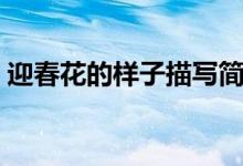 迎春花的樣子描寫簡(jiǎn)單（迎春花的樣子描寫）