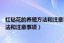 紅鉆花的養(yǎng)殖方法和注意事項分別是什么（紅鉆花的養(yǎng)殖方法和注意事項）