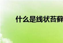什么是線狀苔蘚（什么是線狀苔蘚）