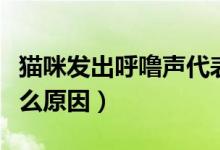 貓咪發(fā)出呼嚕聲代表什么（呼嚕聲特別大是什么原因）