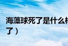 海藻球死了是什么樣子（海藻球如何看是否死了）