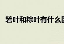 箬葉和粽葉有什么區(qū)別（箬葉是什么植物）
