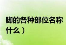 腳的各種部位名稱（腳上各個(gè)部位名稱分別是什么）