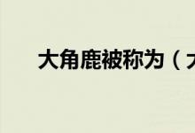 大角鹿被稱為（大角鹿被稱為什么鹿）