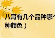 八哥有幾個(gè)品種哪個(gè)品種學(xué)說(shuō)話快（八哥有幾種顏色）