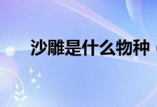 沙雕是什么物種（沙雕是什么意思呀）