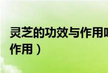 靈芝的功效與作用吃法大全集（靈芝的功效和作用）