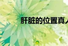 肝臟的位置真人圖（肝臟的位置）