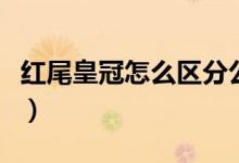 紅尾皇冠怎么區(qū)分公母（紅尾皇冠怎么分公母）