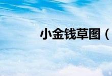 小金錢草圖（小金錢草的功效）