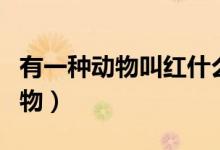 有一種動物叫紅什么(傳說中的紅犼是什么動物)