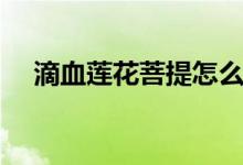 滴血蓮花菩提怎么盤玩（具體操作如下）