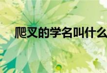 爬叉的學名叫什么（爬叉的學名是什么）