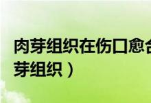 肉芽組織在傷口愈合上的重要作用（什么是肉芽組織）