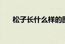 松子長(zhǎng)什么樣的圖片（松子長(zhǎng)什么樣）
