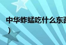 中華蚱蜢吃什么東西（中華蚱蜢可以油炸吃嗎）