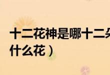 十二花神是哪十二朵花代表月份（十二花神是什么花）