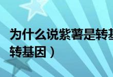 為什么說紫薯是轉(zhuǎn)基因食品（為什么說紫薯是轉(zhuǎn)基因）
