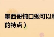 墨西哥鈍口螈可以和魚共養(yǎng)嗎（墨西哥鈍口螈的特點）
