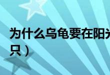 為什么烏龜要在陽光下曬（為什么烏龜要養(yǎng)三只）