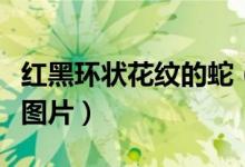紅黑環(huán)狀花紋的蛇（紅黑白顏色的環(huán)蛇叫什么圖片）