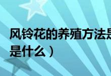 風(fēng)鈴花的養(yǎng)殖方法是什么（風(fēng)鈴花的養(yǎng)殖方法是什么）