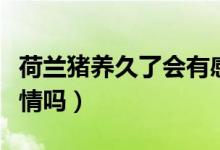 荷蘭豬養(yǎng)久了會(huì)有感情嗎（荷蘭豬會(huì)和人有感情嗎）
