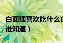 白面貍喜歡吃什么食物（白面貍怎么做好吃有誰知道）