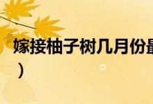 嫁接柚子樹幾月份最好（嫁接柚子樹幾年結果）