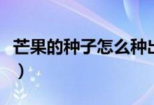 芒果的種子怎么種出芒果（芒果的種子是什么）