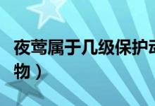 夜鶯屬于幾級(jí)保護(hù)動(dòng)物（夜游鳥是幾級(jí)保護(hù)動(dòng)物）